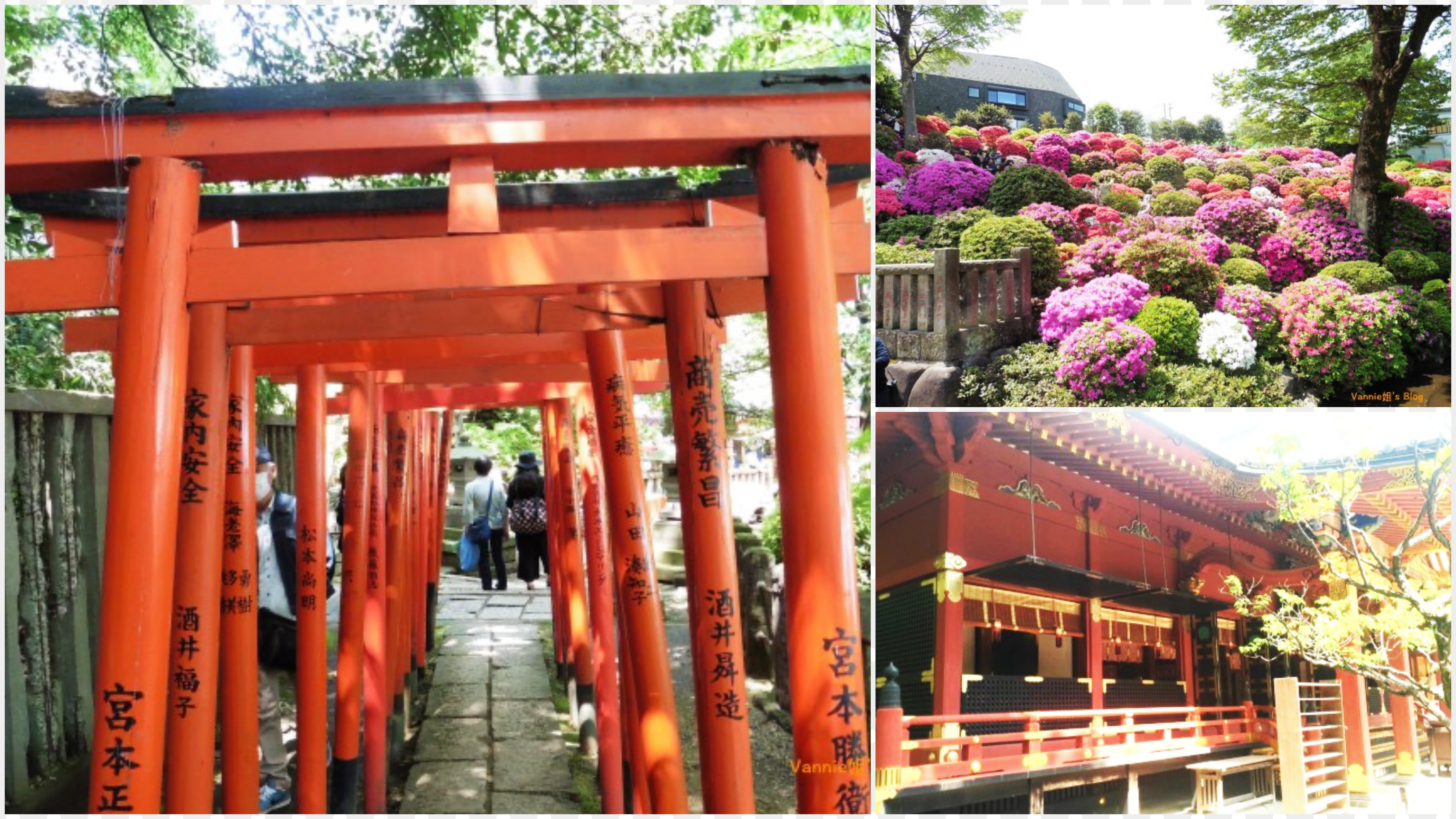 根津神社 文京杜鵑花祭、千本鳥居＆周邊 谷根千 地區散策