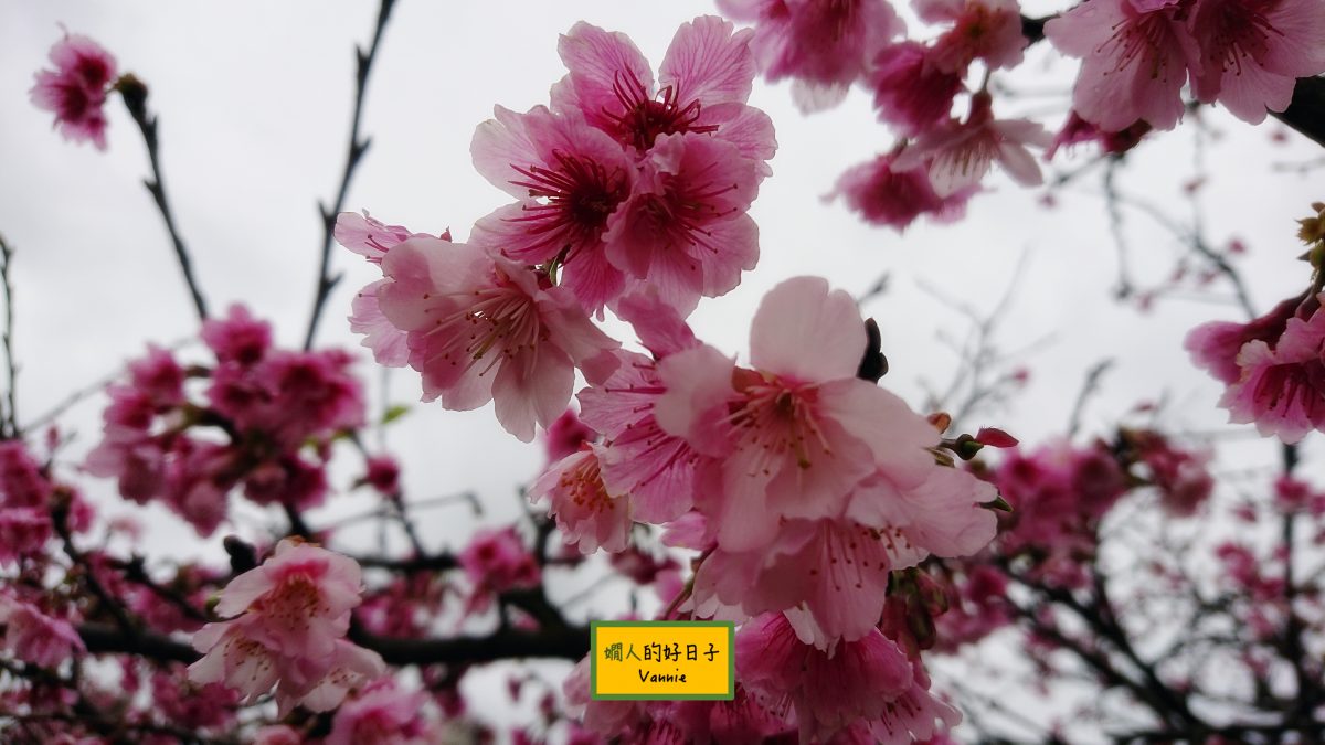 Covid-19，該不該出國 ？我和我的日本語言交換朋友