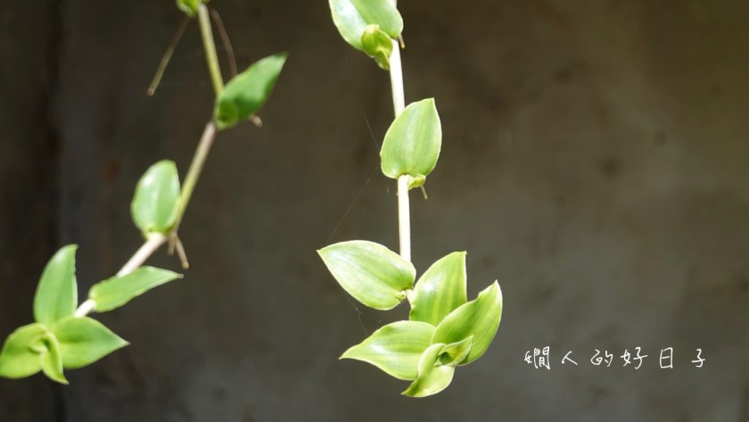 投資型保單有沒有陷阱 ? 費用、配息和你想的一樣?