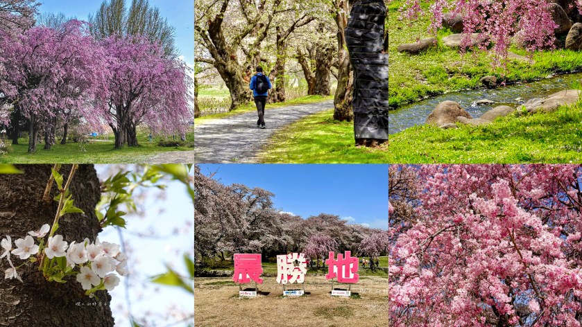 北上展勝地 (日本東北) 櫻花隧道＆粉紅色爆米花枝垂櫻