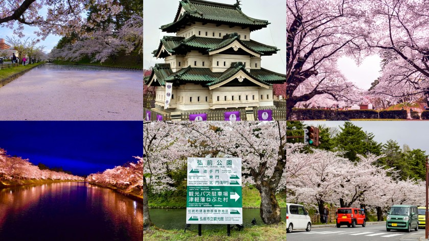 弘前城櫻花 指南：櫻の愛心、花筏、夜櫻、津輕睡魔、三味線
