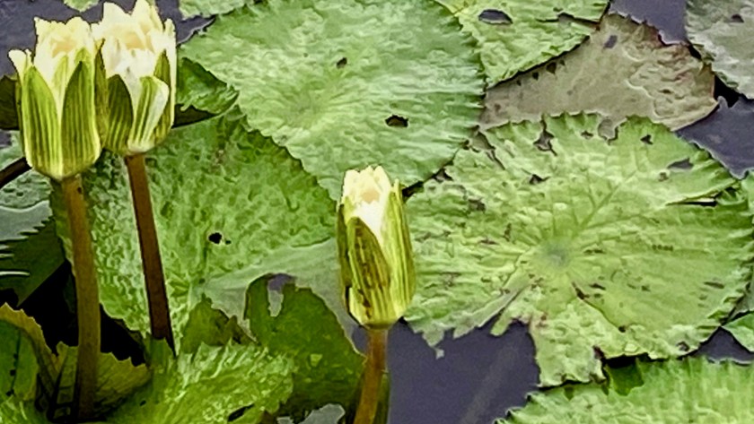 最近的詐騙事件及金錢觀反思，昨天和兒子的對話