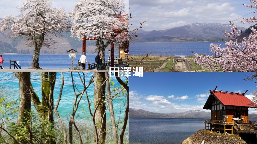 田澤湖 獨旅健行：意外的春天探險和蛇相遇